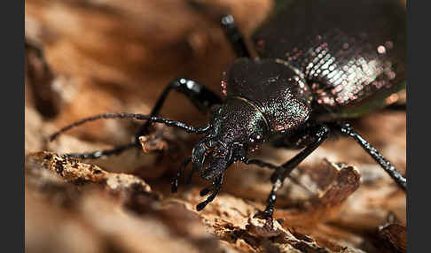 Kleiner Puppenräuber (Calosoma inquisitor)