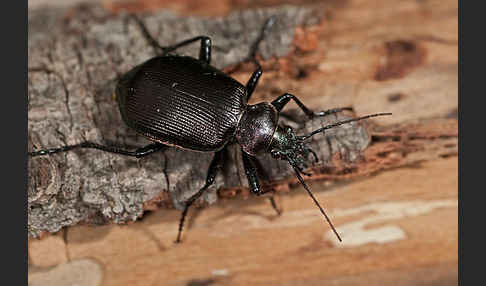 Kleiner Puppenräuber (Calosoma inquisitor)