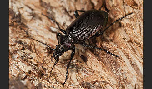 Kleiner Puppenräuber (Calosoma inquisitor)