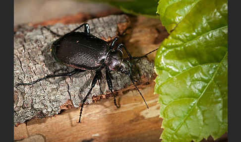 Kleiner Puppenräuber (Calosoma inquisitor)