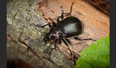 Kleiner Puppenräuber (Calosoma inquisitor)