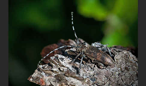 Lindenbock (Oplosia fennica)