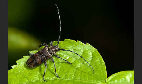 Lindenbock (Oplosia fennica)