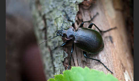 Kleiner Puppenräuber (Calosoma inquisitor)