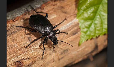 Kleiner Puppenräuber (Calosoma inquisitor)