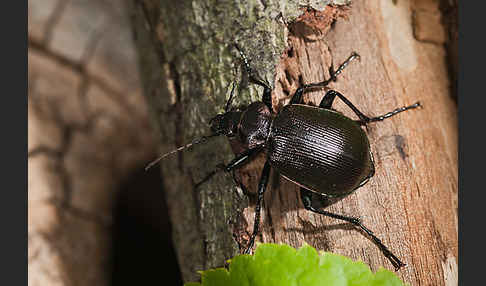 Kleiner Puppenräuber (Calosoma inquisitor)