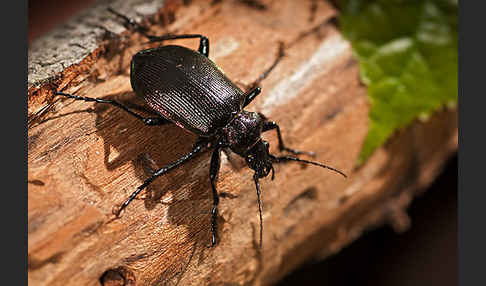 Kleiner Puppenräuber (Calosoma inquisitor)