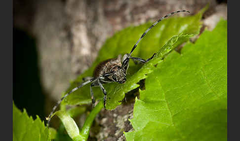 Lindenbock (Oplosia fennica)