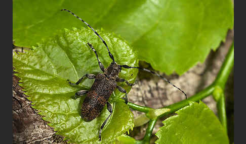 Lindenbock (Oplosia fennica)