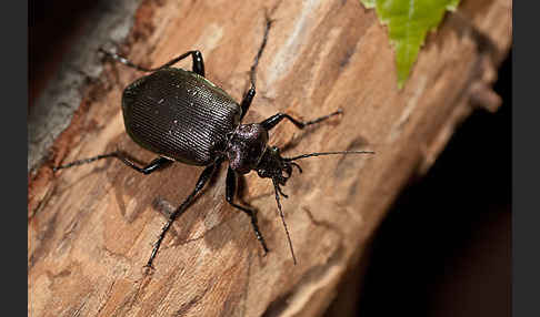 Kleiner Puppenräuber (Calosoma inquisitor)