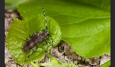 Lindenbock (Oplosia fennica)