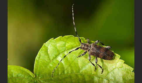 Lindenbock (Oplosia fennica)