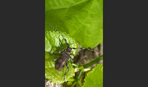 Lindenbock (Oplosia fennica)