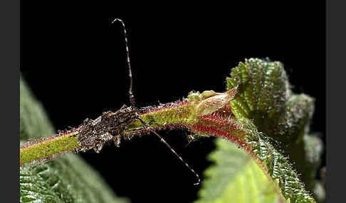 Binden-Augenbock (Mesosa nebulosa)