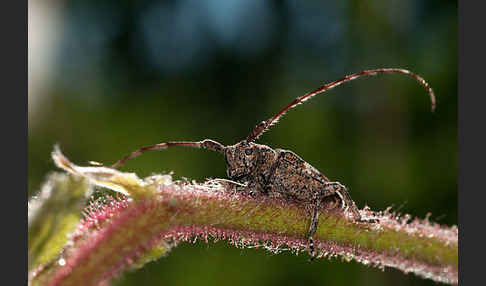 Binden-Augenbock (Mesosa nebulosa)