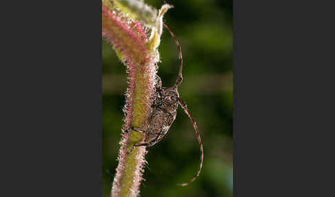 Binden-Augenbock (Mesosa nebulosa)