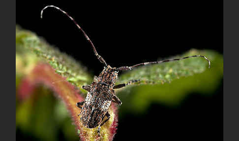 Binden-Augenbock (Mesosa nebulosa)