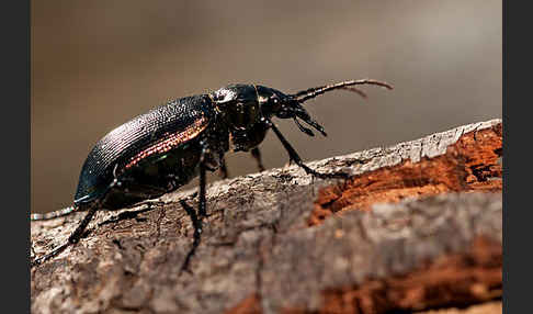 Kleiner Puppenräuber (Calosoma inquisitor)