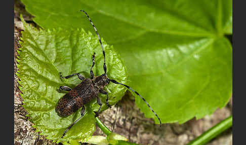 Lindenbock (Oplosia fennica)