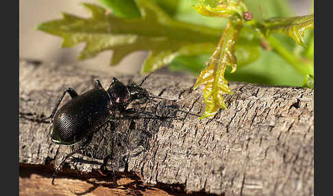 Kleiner Puppenräuber (Calosoma inquisitor)