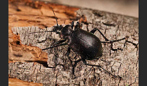 Kleiner Puppenräuber (Calosoma inquisitor)