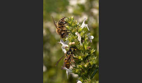 Gemeine Wespe (Vespula vulgaris)