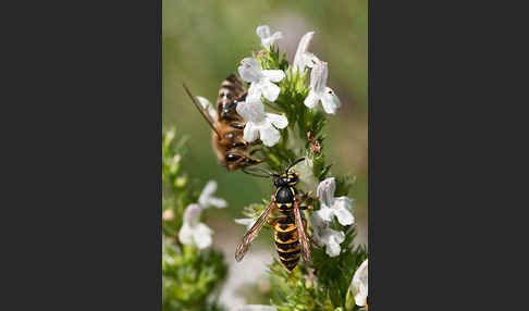 Gemeine Wespe (Vespula vulgaris)