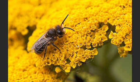 Seidenbiene spec. (Colletes spec)