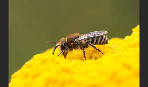 Seidenbiene spec. (Colletes spec)