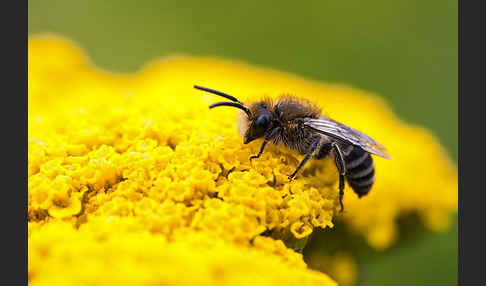 Seidenbiene spec. (Colletes spec)