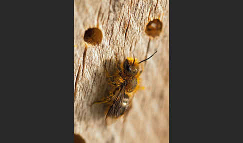 Schöterich-Mauerbiene (Osmia brevicornis)