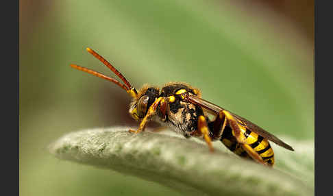 Rothaarige Wespenbiene (Nomada lathburiana)