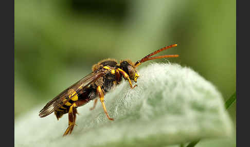 Rothaarige Wespenbiene (Nomada lathburiana)