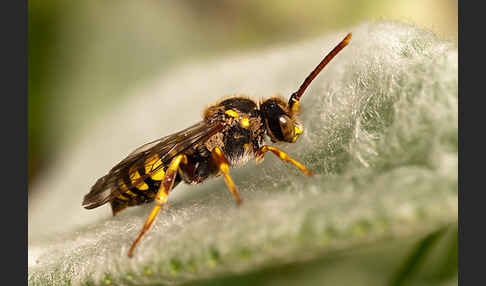 Rothaarige Wespenbiene (Nomada lathburiana)