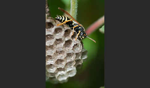 Heide-Feldwespe (Polistes nimpha)