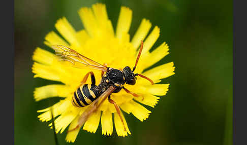 Wespenbiene spec.1 (Nomada goodeniana)