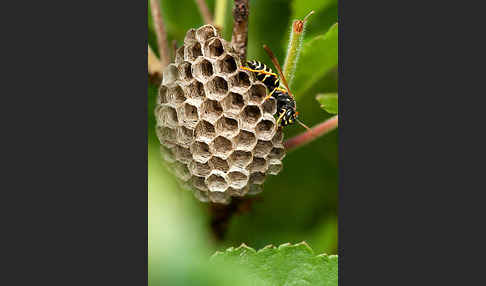 Heide-Feldwespe (Polistes nimpha)