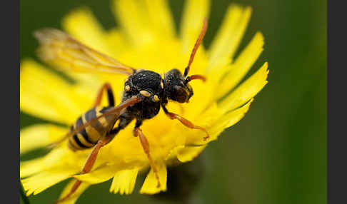 Wespenbiene spec.1 (Nomada goodeniana)