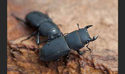 Balkenschröter (Dorcus parallelopipedus)