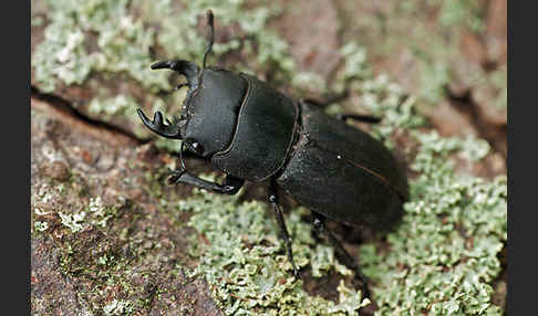 Balkenschröter (Dorcus parallelopipedus)