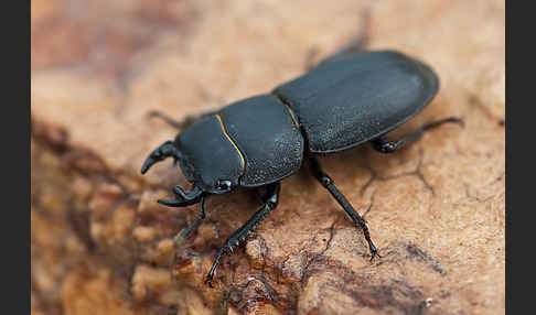 Balkenschröter (Dorcus parallelopipedus)