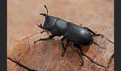 Balkenschröter (Dorcus parallelopipedus)