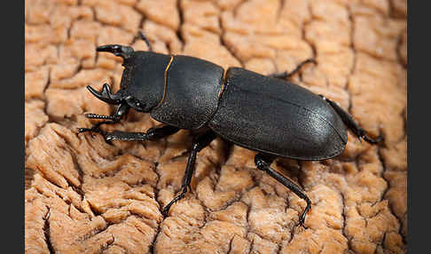 Balkenschröter (Dorcus parallelopipedus)