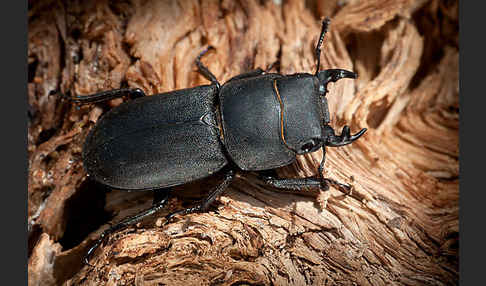 Balkenschröter (Dorcus parallelopipedus)