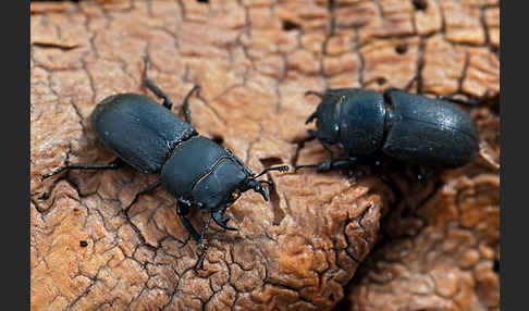 Balkenschröter (Dorcus parallelopipedus)