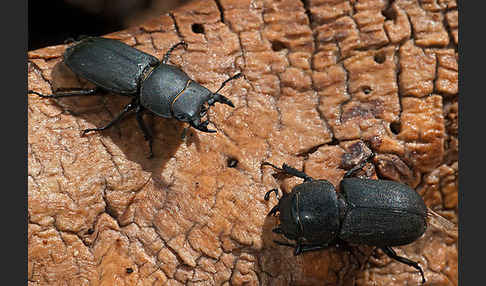 Balkenschröter (Dorcus parallelopipedus)