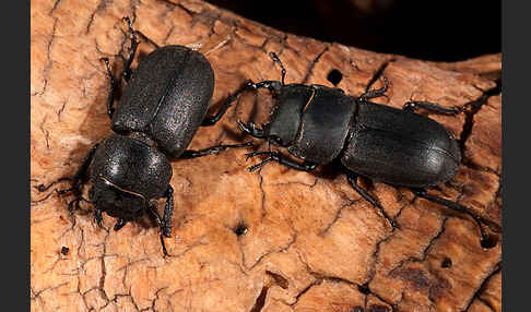 Balkenschröter (Dorcus parallelopipedus)