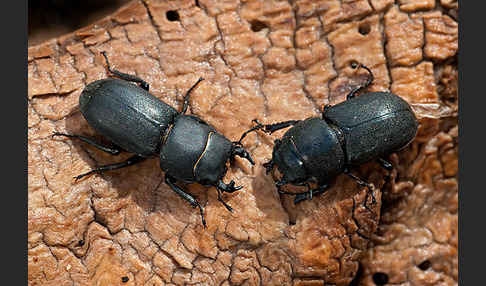 Balkenschröter (Dorcus parallelopipedus)