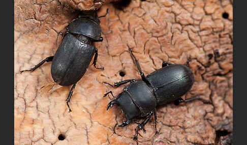 Balkenschröter (Dorcus parallelopipedus)