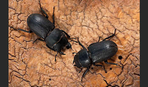 Balkenschröter (Dorcus parallelopipedus)